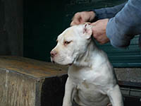 cucciolo cane corso bianco